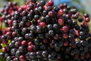 Tasty elderberries (Sambucus) growing on blurred background, closeup