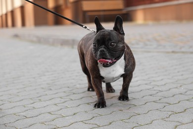 Photo of Cute French Bulldog walking on leash outdoors