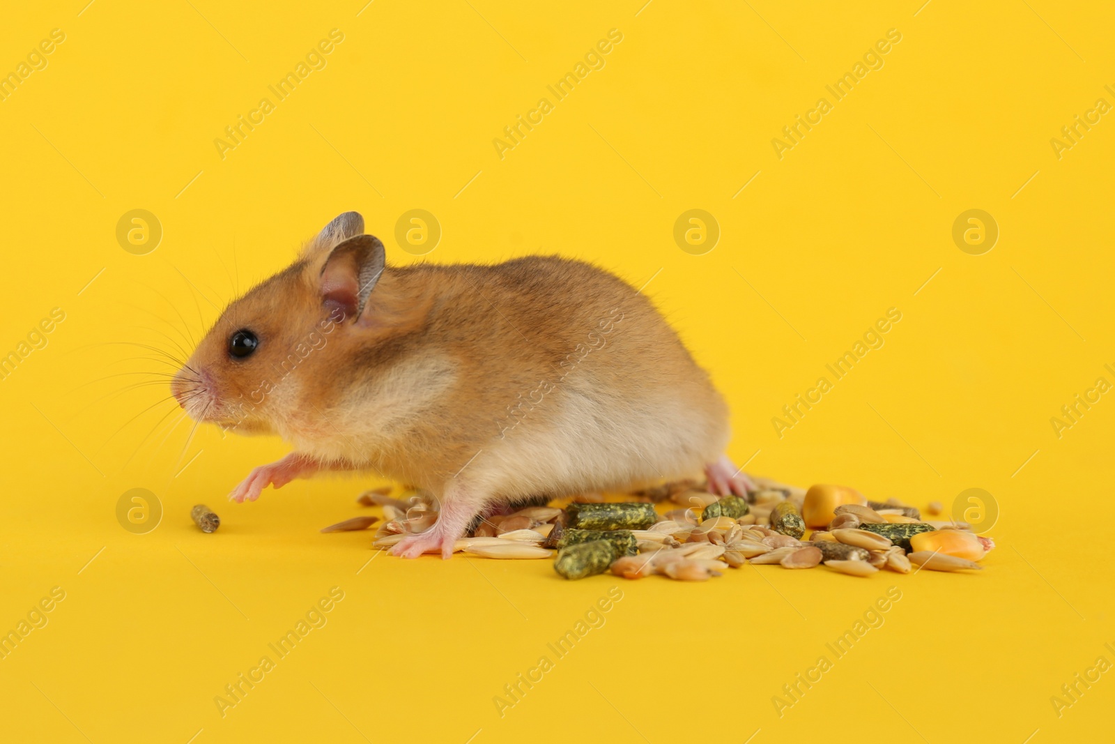 Photo of Cute little hamster eating on yellow background