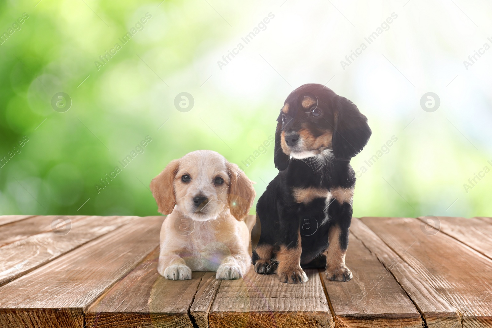 Image of Cute English Cocker Spaniel puppies on wooden surface outdoors, bokeh effect. Adorable pets