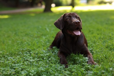 Adorable Labrador Retriever dog lying on green grass in park, space for text