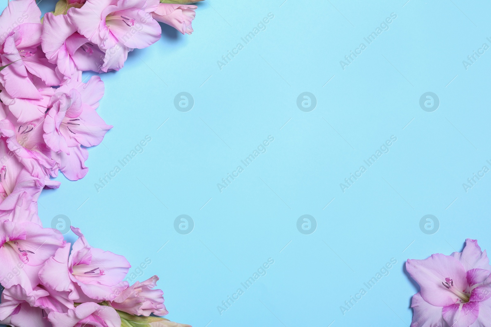 Photo of Flat lay composition with beautiful gladiolus flowers on blue background. Space for text