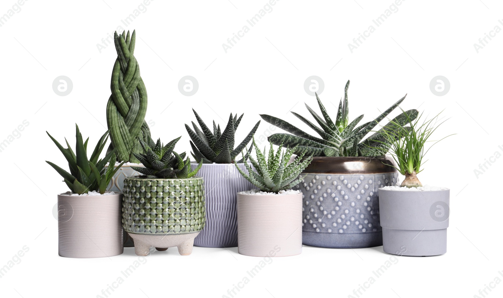 Photo of Different house plants in pots isolated on white