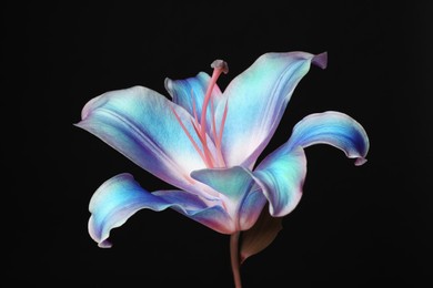 Amazing lily flower in blue and pink colors on black background