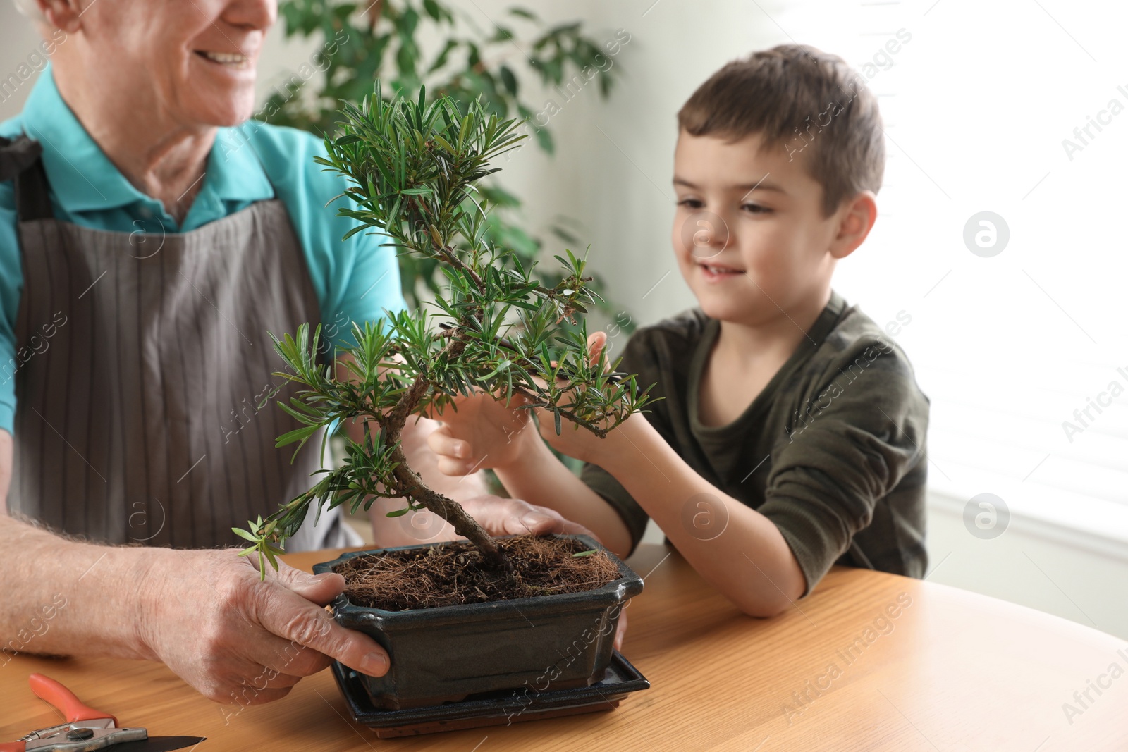 Photo of Senior man with little grandson taking care of Japanese bonsai plant indoors. Creating zen atmosphere at home