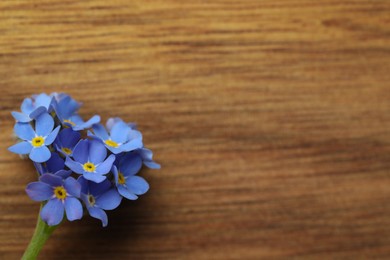 Photo of Beautiful blue Forget-me-not flower on wooden table, top view. Space for text