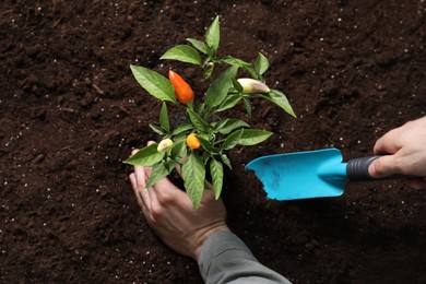 Photo of Man transplanting pepper plant into soil, closeup