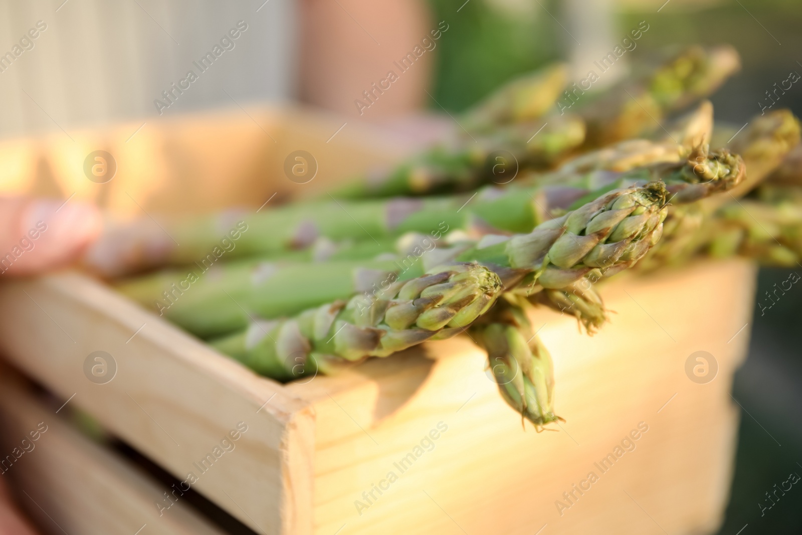 Photo of Person holding wooden crate with fresh raw asparagus outdoors, closeup