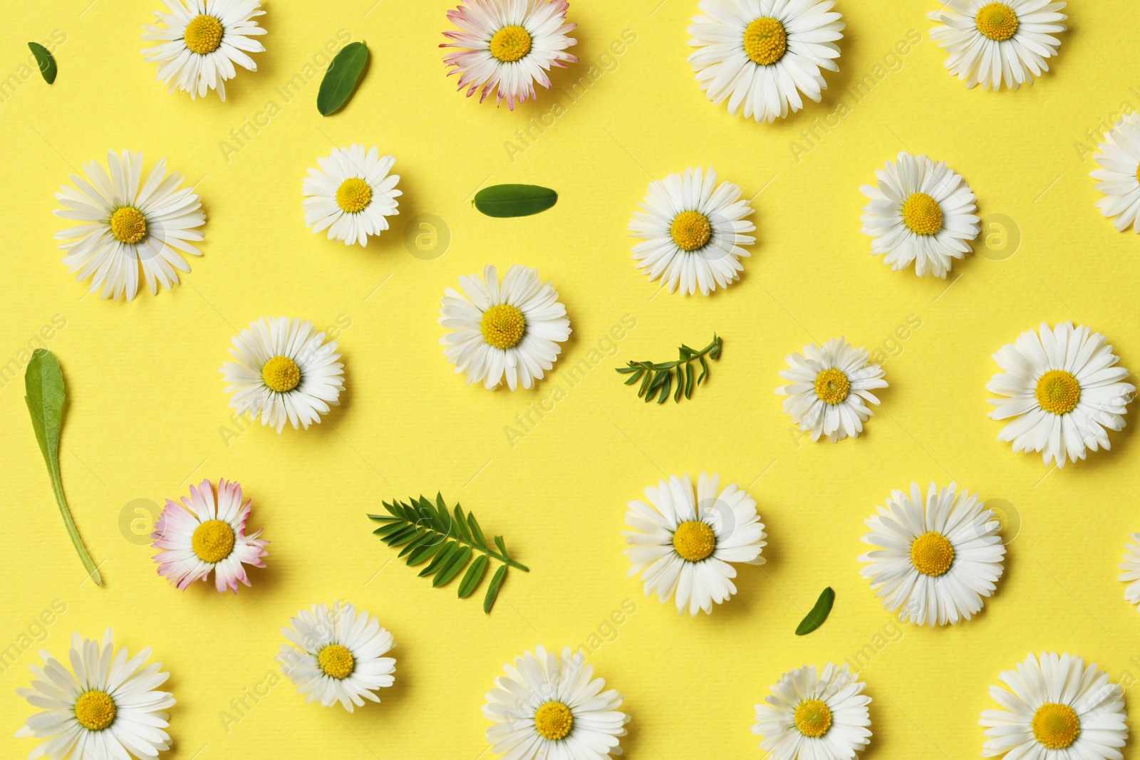 Photo of Many beautiful daisy flowers and leaves on yellow background, flat lay