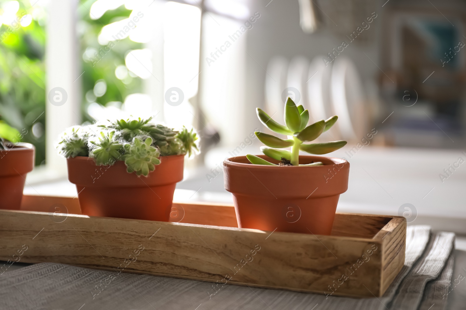 Photo of Beautiful echeverias on kitchen counter indoors. Succulent plants