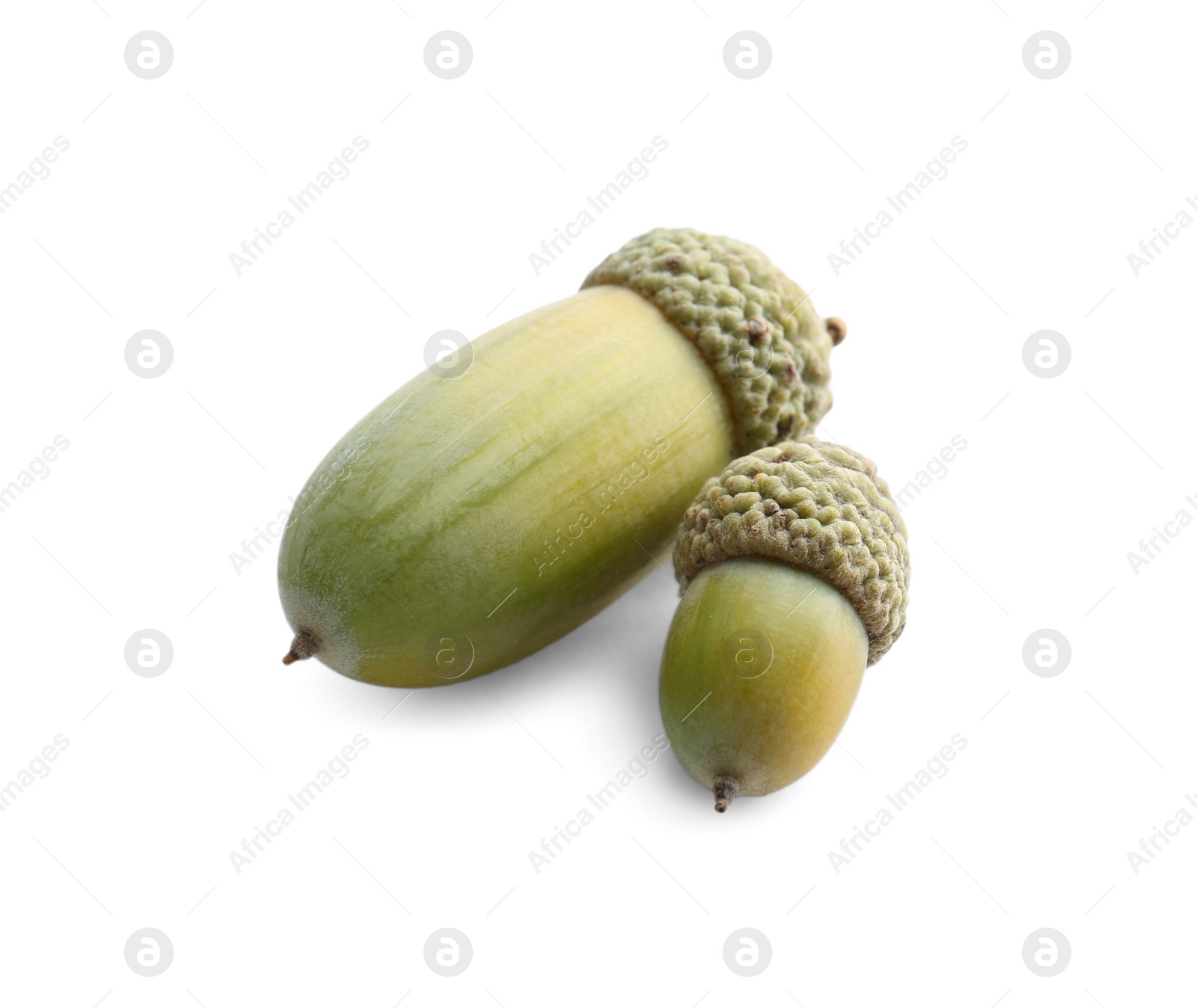 Photo of Beautiful green acorns on white background. Oak nuts