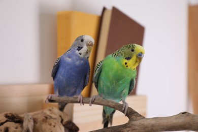 Photo of Beautiful bright parrots on branch indoors. Cute pets