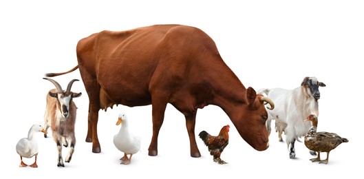 Image of Group of different farm animals on white background. Banner design