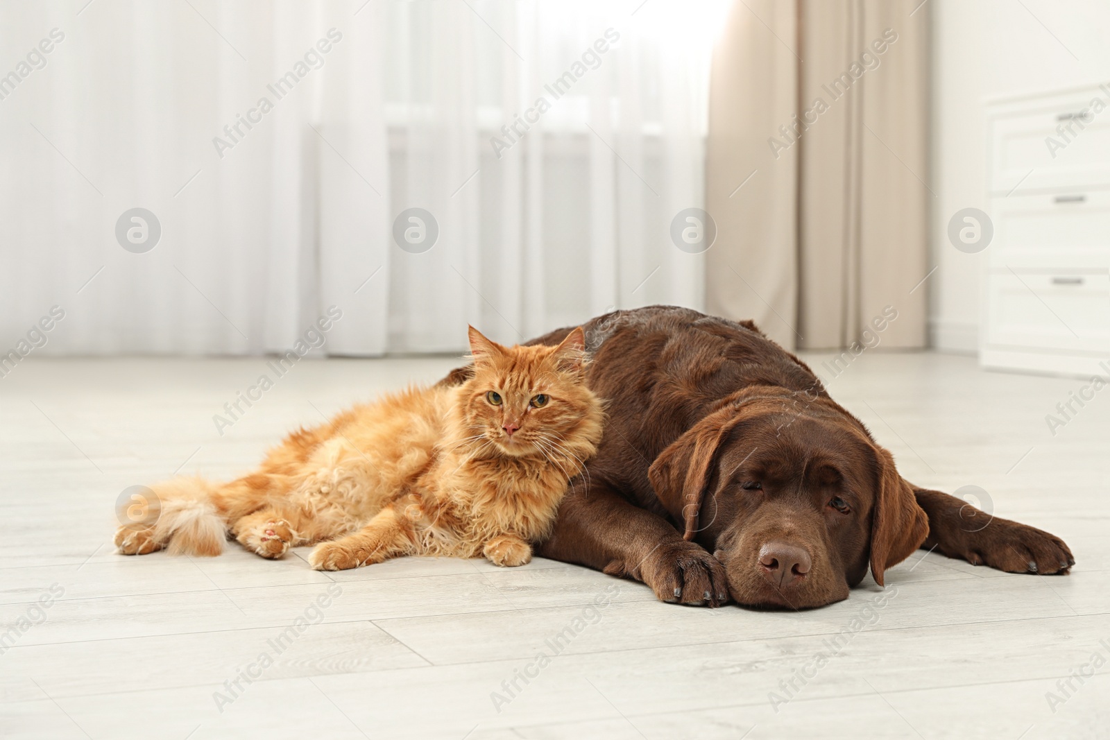 Photo of Cat and dog together looking at camera on floor indoors. Fluffy friends