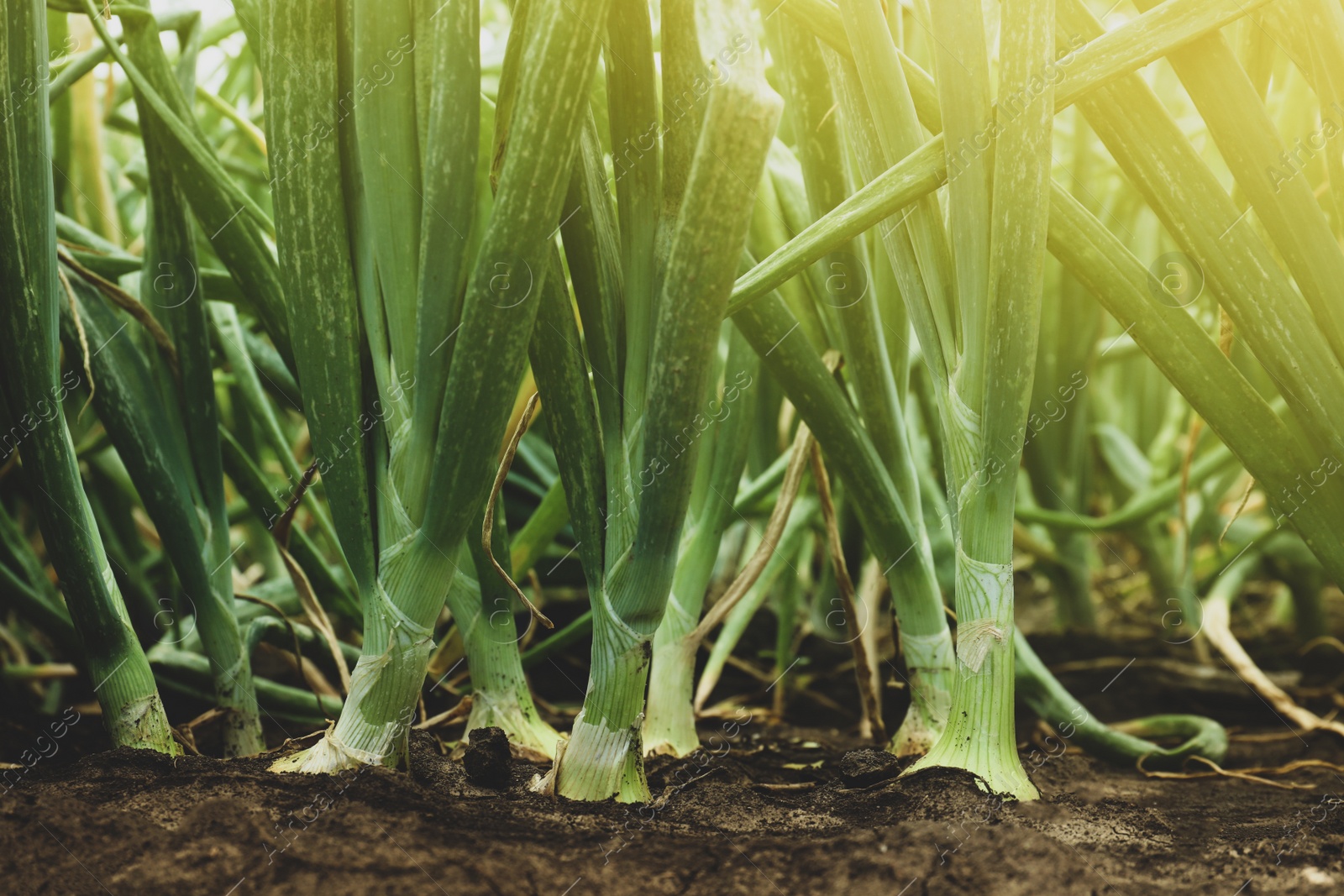 Photo of Green onions growing in field, closeup. Harvest season