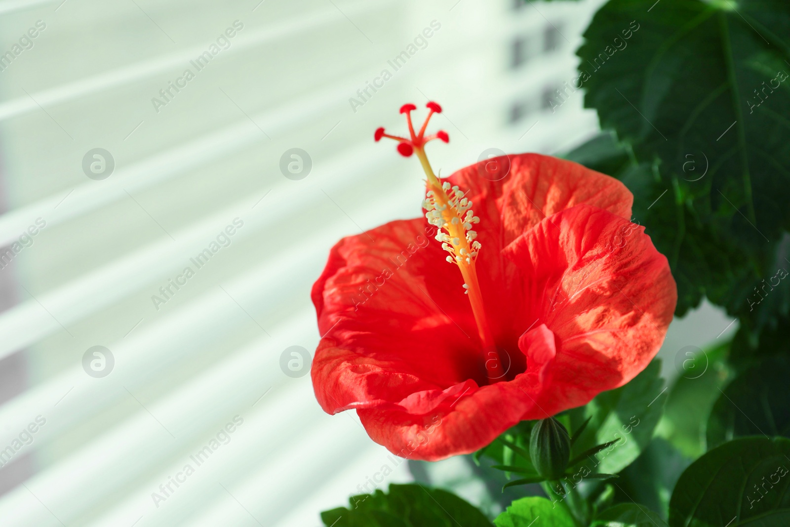 Photo of Hibiscus plant with beautiful red flower near window indoors