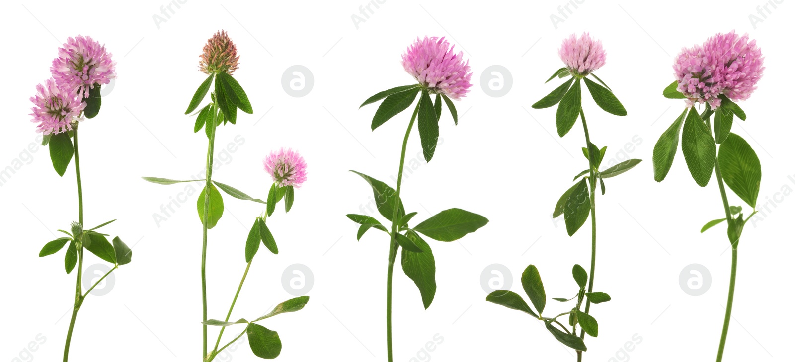 Image of Set with beautiful clover flowers on white background. Banner design