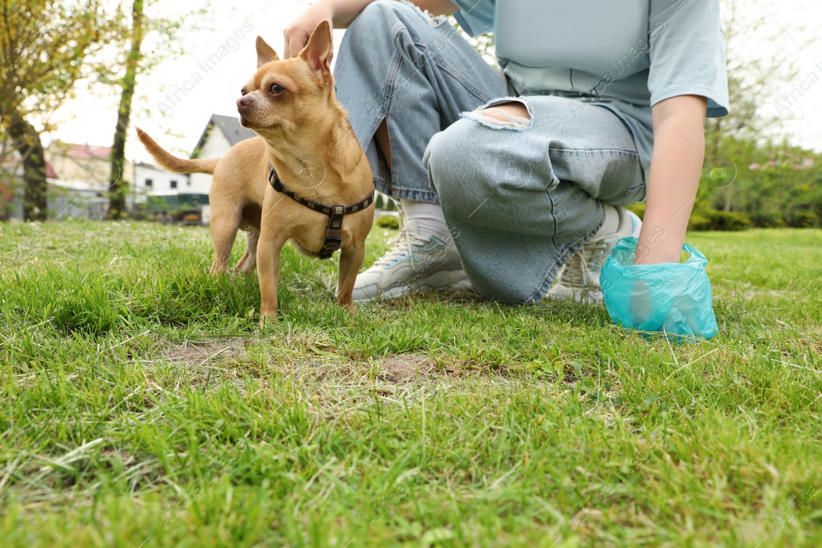 Photo of Woman picking up her dog's poop from green grass in park, closeup