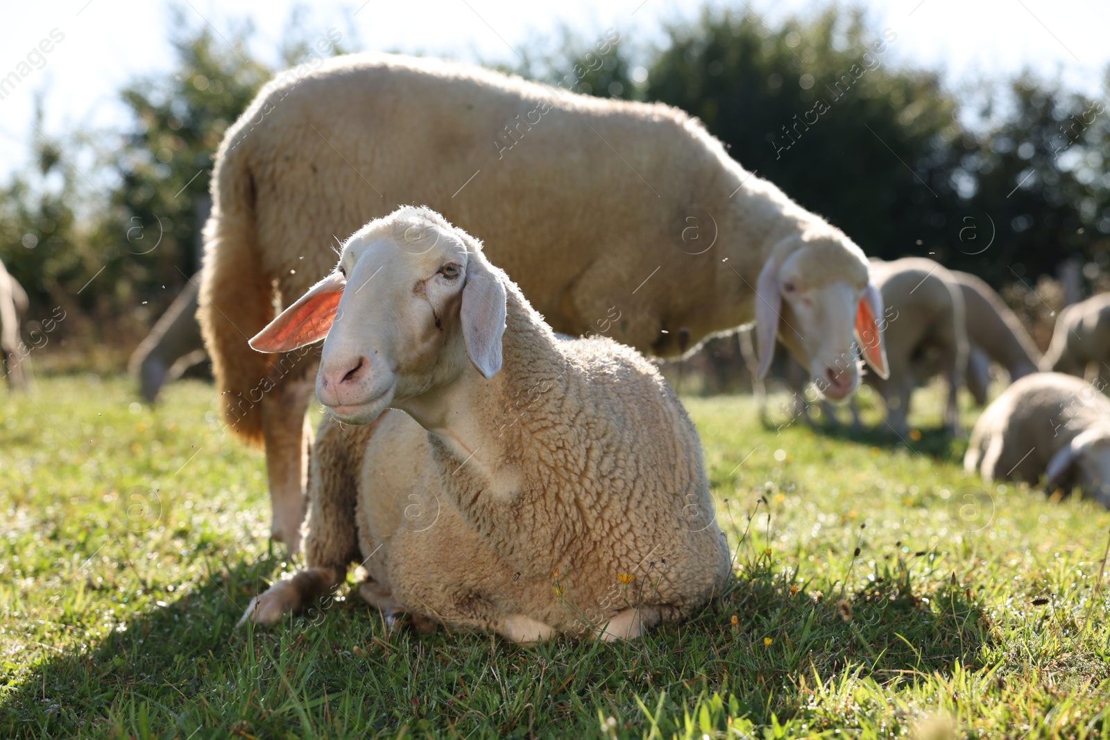 Photo of Cute sheep grazing outdoors on sunny day. Farm animals