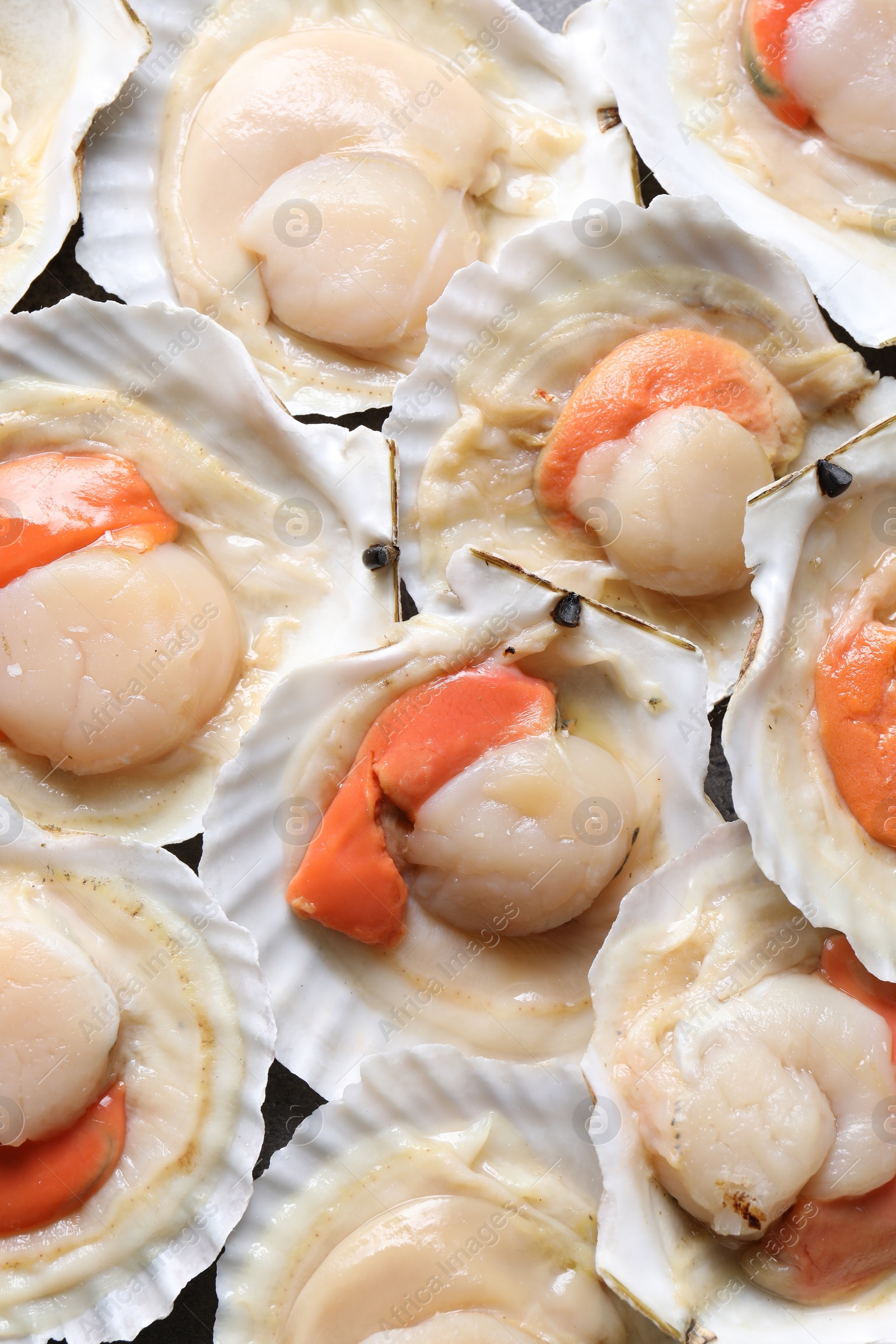 Photo of Fresh raw scallops in shells as background, closeup