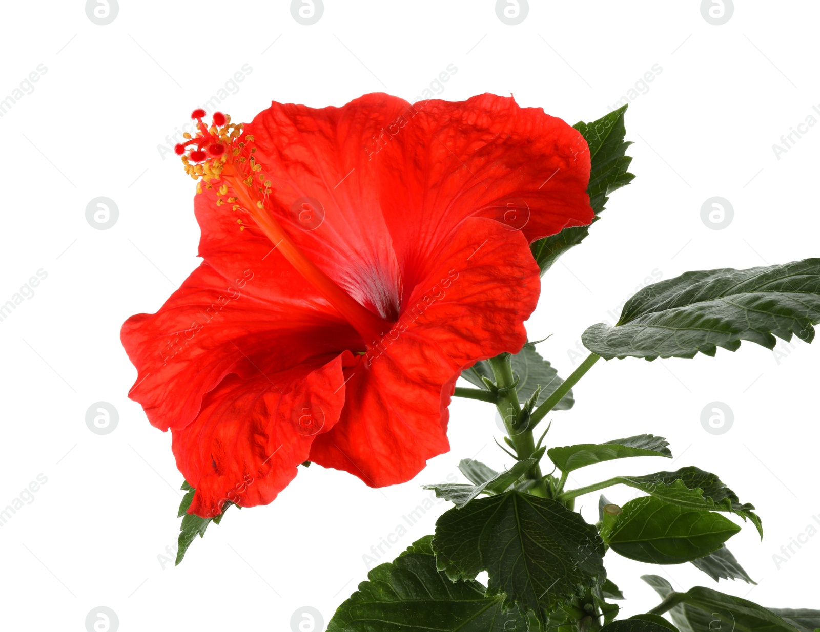 Photo of Beautiful red hibiscus flower with green leaves isolated on white