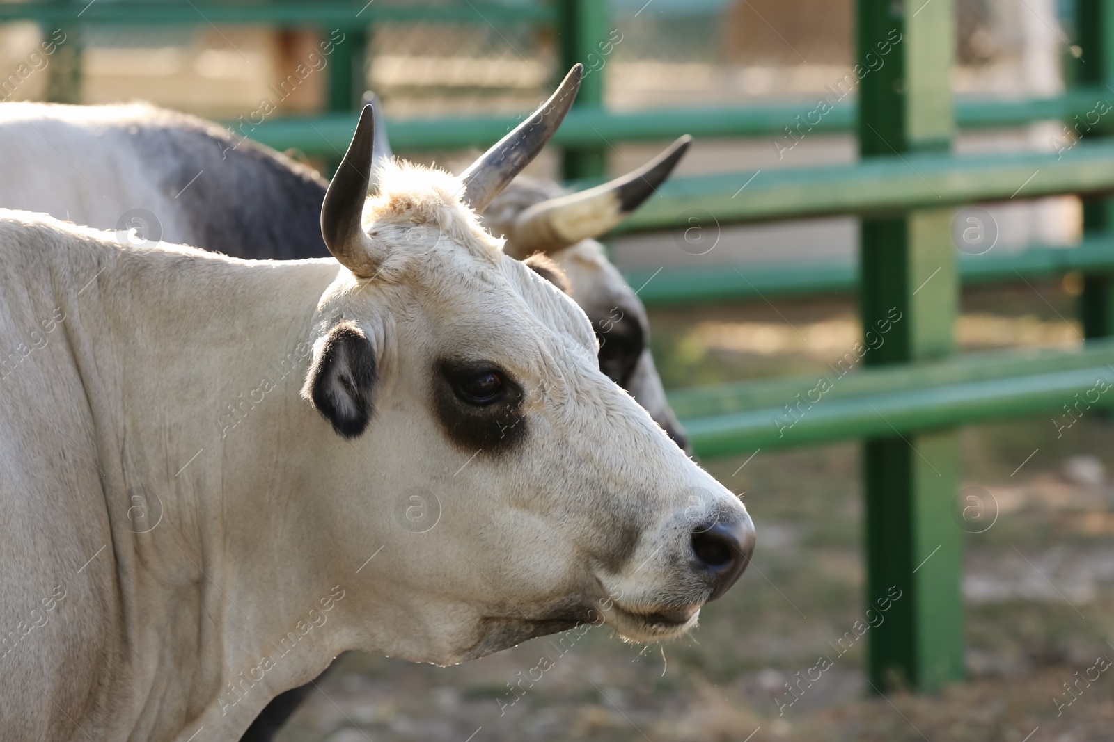 Photo of Cow and ox in nature reserve on sunny day