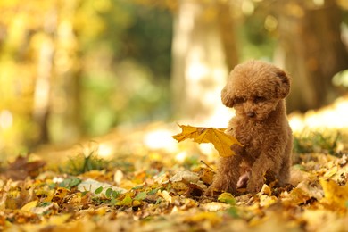 Cute Maltipoo dog in autumn park, space for text