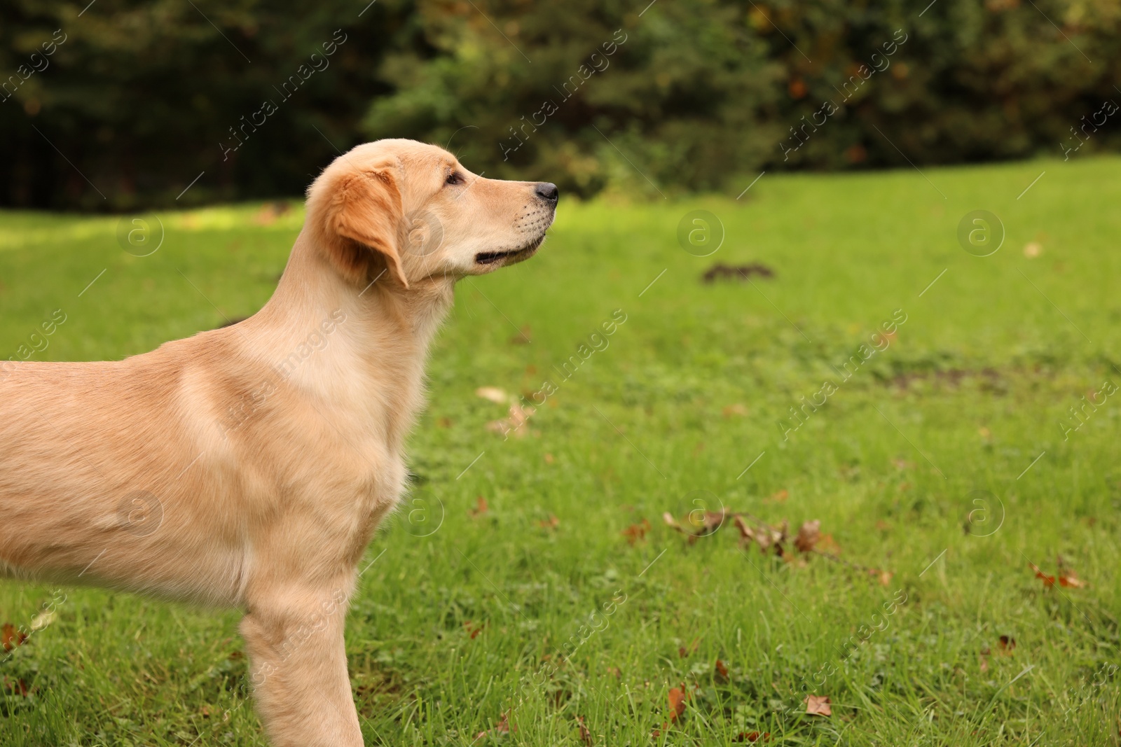 Photo of Cute Labrador Retriever puppy on green grass in park, space for text