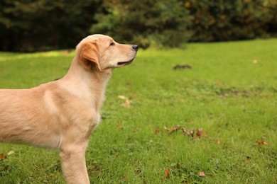 Photo of Cute Labrador Retriever puppy on green grass in park, space for text