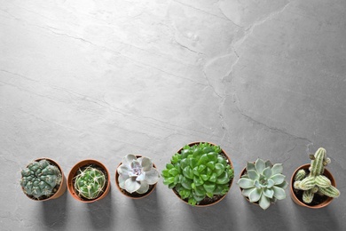 Photo of Flat lay composition with different succulent plants in pots on grey table, space for text. Home decor