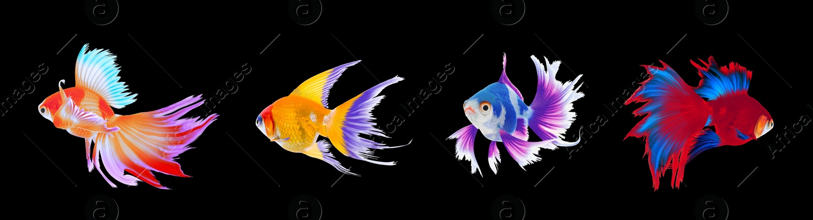 Image of Beautiful colorful betta fish on black background, collage. Banner design