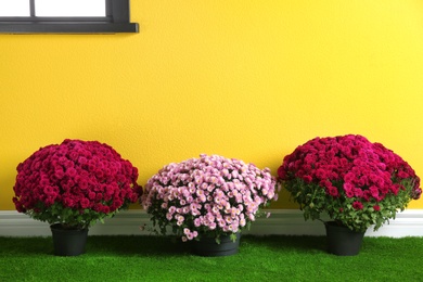 Photo of Beautiful composition with chrysanthemum flowers near colorful wall. Space for text