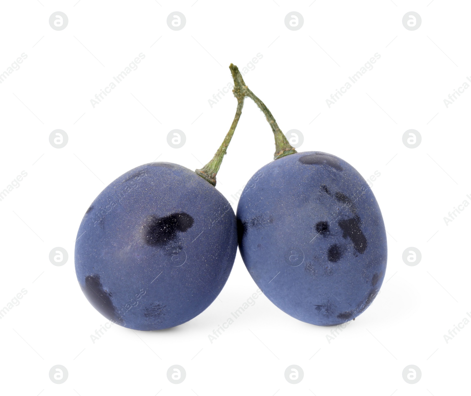 Photo of Two ripe dark blue grapes isolated on white