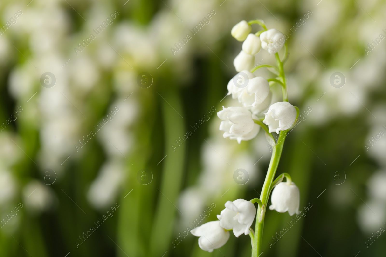 Photo of Beautiful lily of the valley on blurred background, closeup. Space for text