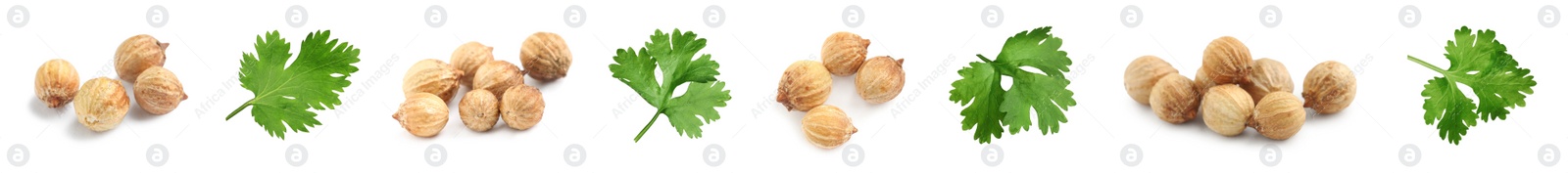 Image of Set with fresh green coriander leaves and dried seeds on white background. Banner design