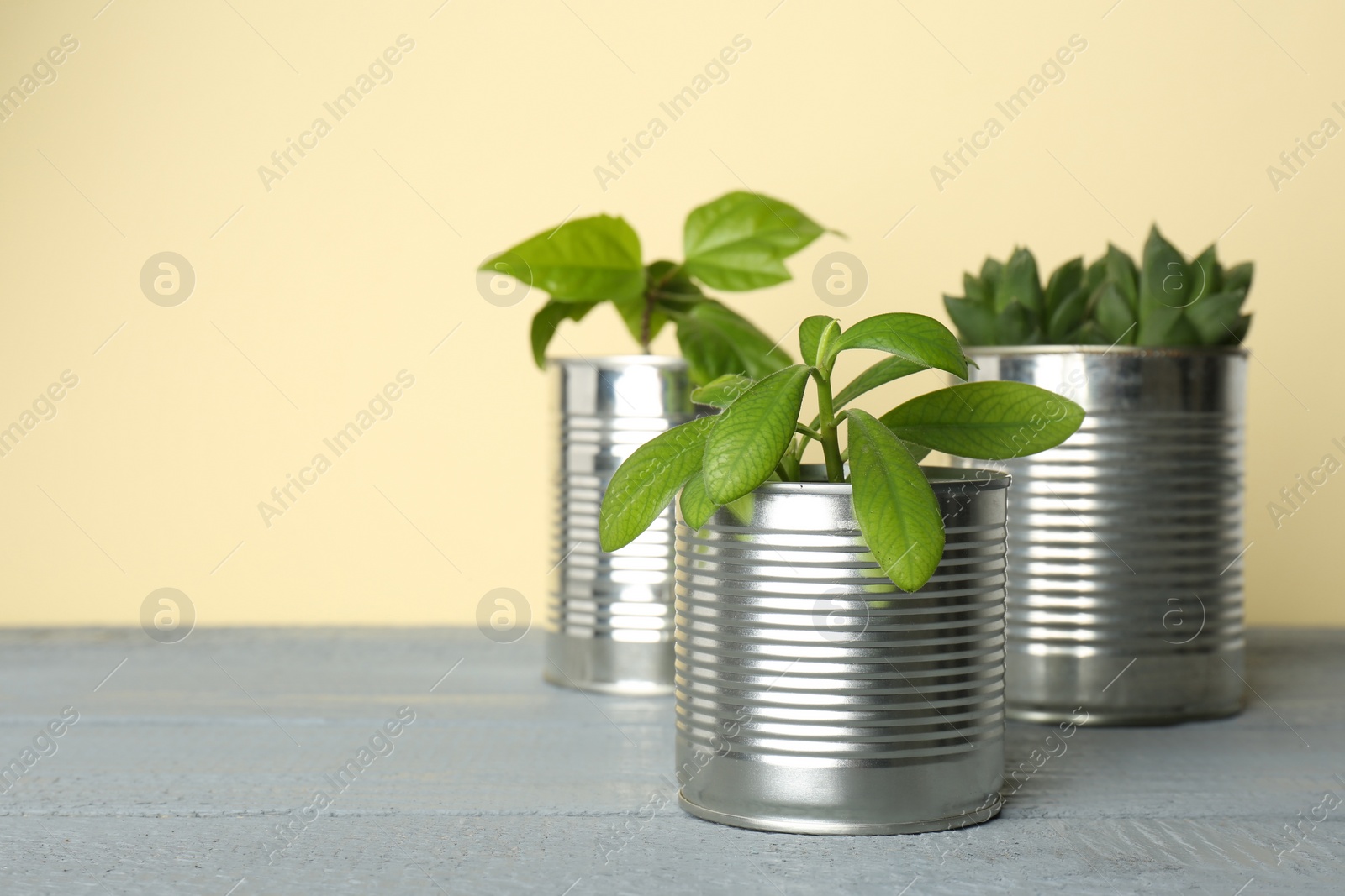 Photo of Beautiful houseplants in tin cans on light grey wooden table. Space for text 