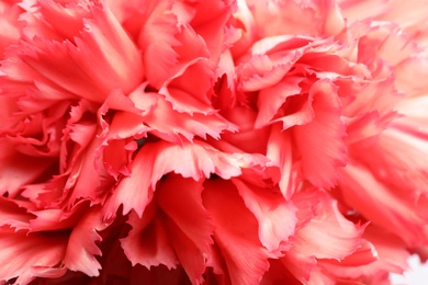 Photo of Beautiful carnation with coral petals as background, closeup