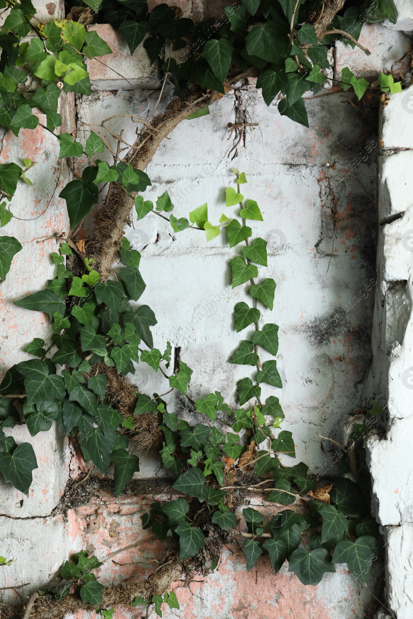 Photo of Ivy with green leaves on brick wall