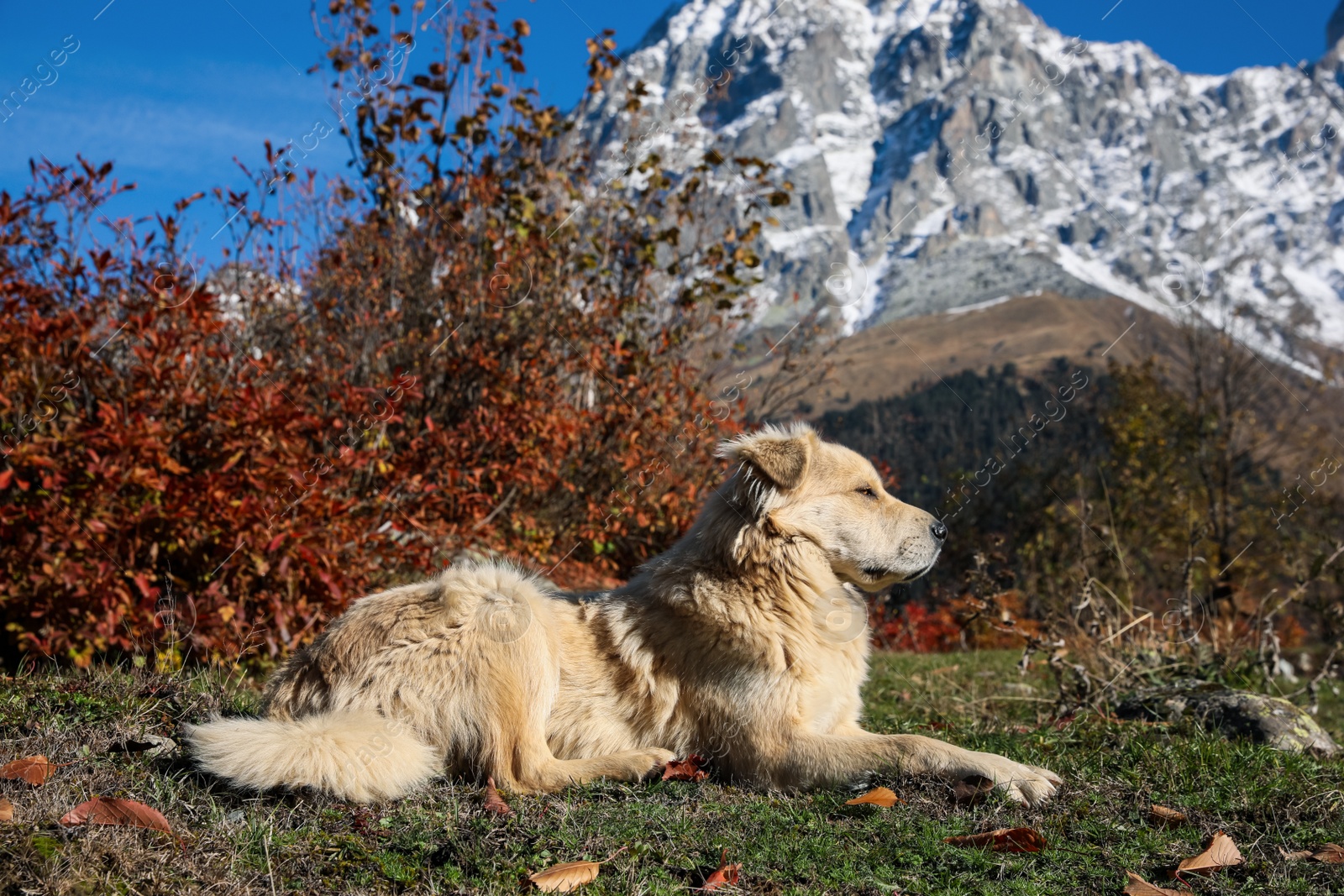 Photo of Adorable dog in mountains on sunny day