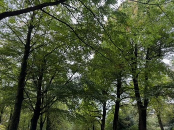 Photo of Many high green trees in beautiful park