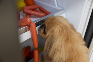 Photo of Cute Pekingese dog stealing sausages from refrigerator in kitchen
