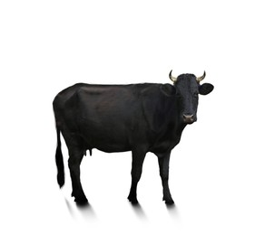 Image of Beautiful cow isolated on white. Farm animal