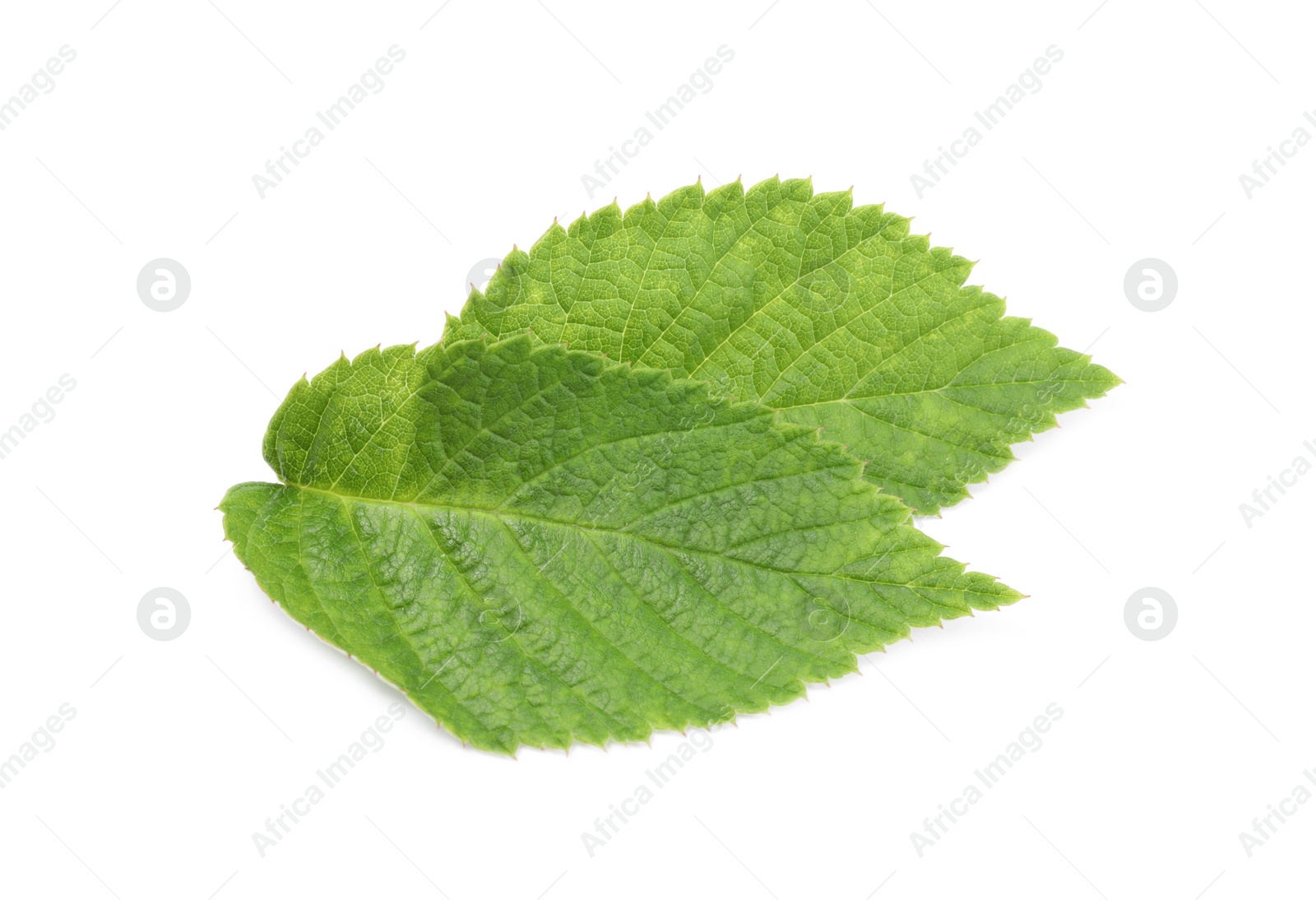 Photo of Fresh green raspberry leaves isolated on white