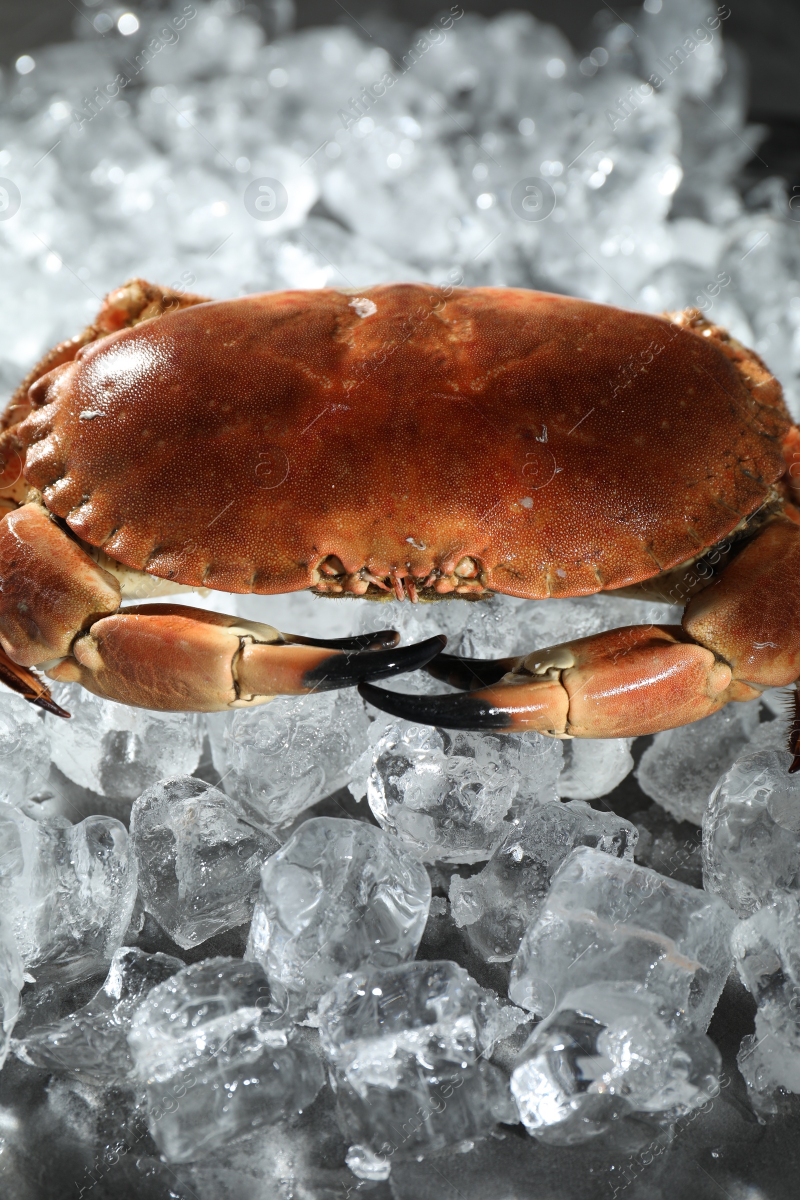 Photo of Delicious boiled crab on ice cubes, closeup