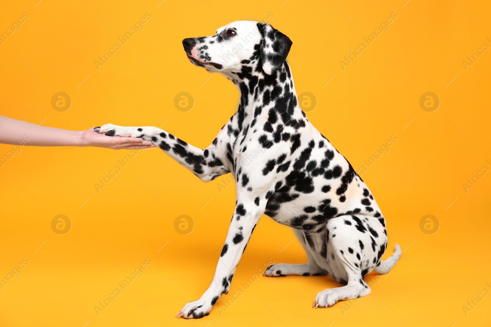 Photo of Adorable Dalmatian dog giving paw to woman on yellow background. Lovely pet