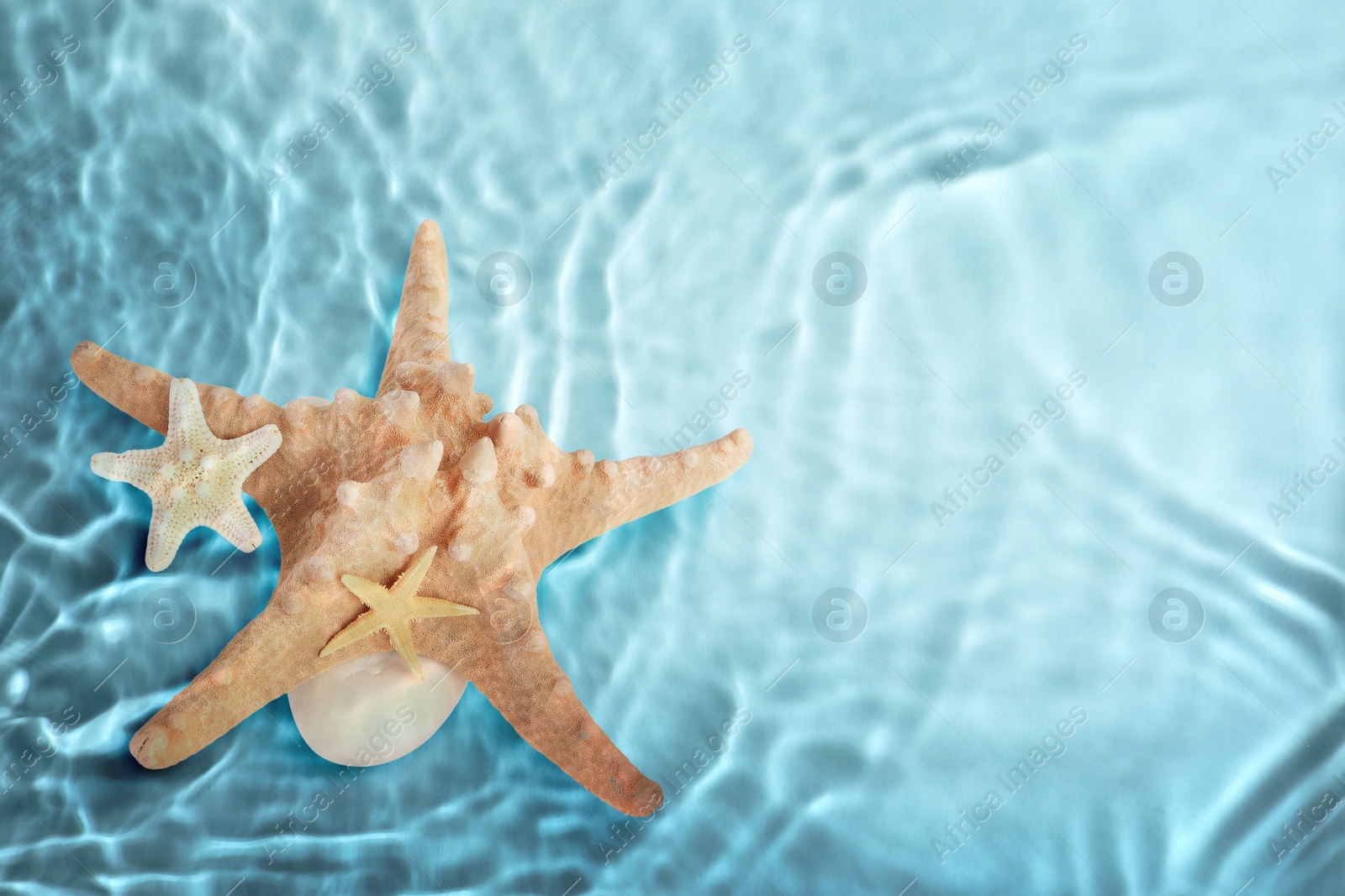 Image of Starfishes washed by sea water, space for text