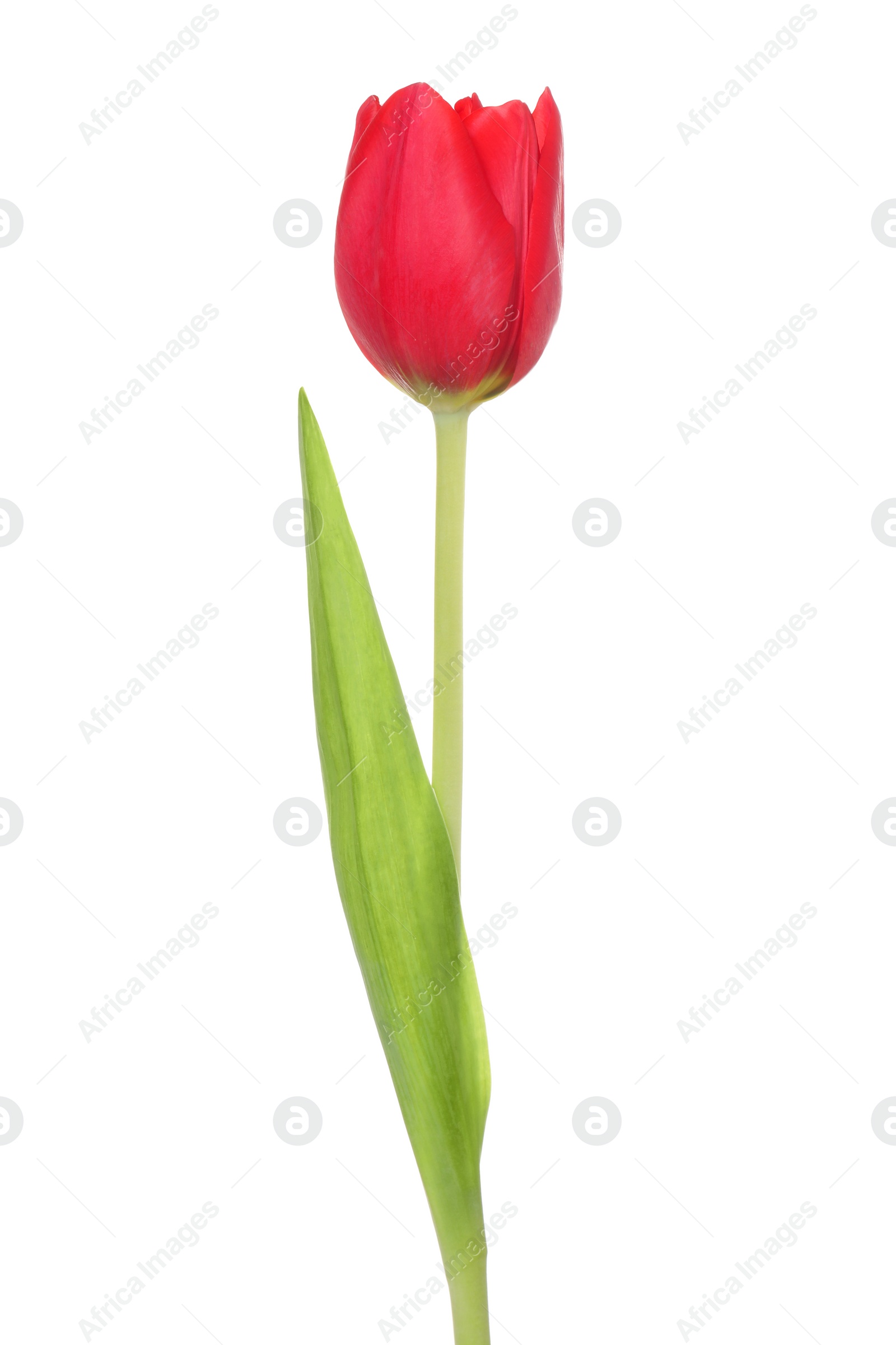 Photo of Beautiful red tulip flower isolated on white