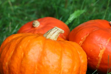 Photo of Ripe orange pumpkins among green grass outdoors, closeup