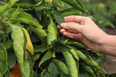 Woman picking bell pepper leaf in field, closeup. Agriculture industry