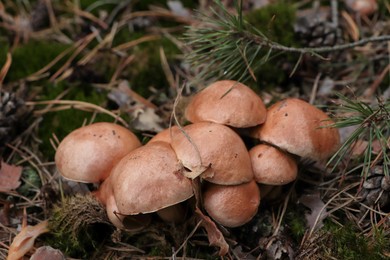 Photo of Beautiful small mushrooms growing in ground outdoors, closeup